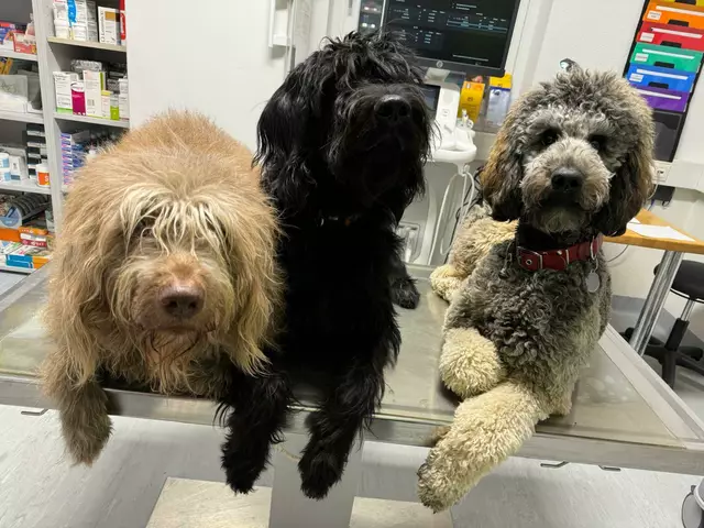 "Lottie" (Mitte) wird zur Diabetes-Warnhündin ausgebildet – sie lernt, Unterzuckerung früh zu erkennen und rechtzeitig zu melden. Ihre tierischen Trainingskollegen leisten dabei Gesellschaft und Motivation. | Foto: BAM-Lorem canibus Gesbr-TRGZ