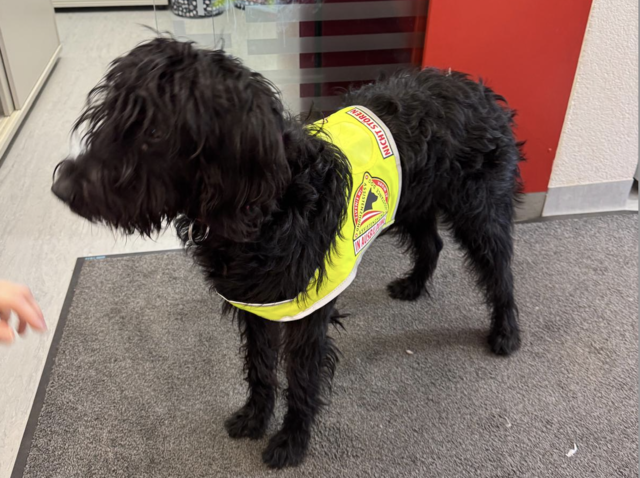 Labradoodle "Lottie" trägt ihre Warnweste für Assistenzhunde – sie wird zur Diabetes-Warnhündin für den sechsjährigen Noah aus Gleisdorf ausgebildet. | Foto: BAM-Lorem canibus Gesbr-TRGZ