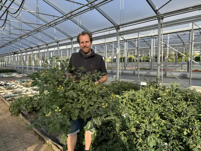 Gärtnermeister Simon Wedenig registriert, dass die Nachfrage nach Gemüsepflanzen steigt. Tomaten im eigenen Garten zu ziehen liegt im Trend. | Foto: MeinBezirk
