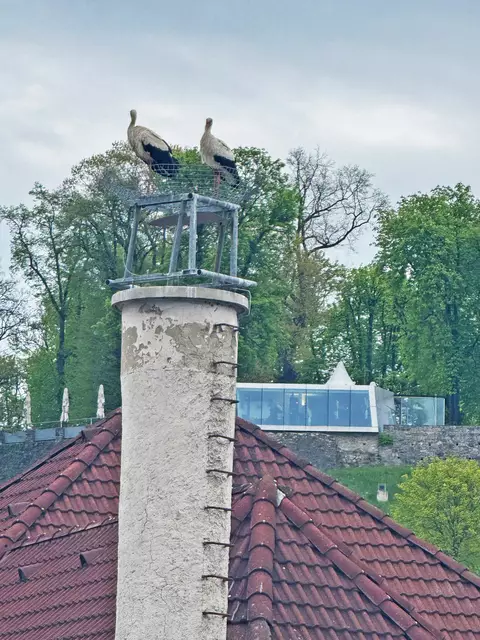 Die Freude über die neuen Bewohner ist in der Stadt Bruck groß. | Foto: Stadt Bruck