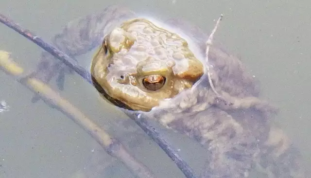 Amphibien sind faszinierende Lebewesen. | Foto: W. Preitler