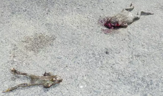 Viele Wildtiere, so auch Amphibien fallen dem Autoverkehr zum Opfer. | Foto: W. Preitler