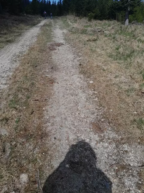Auf zur Thalberger Schwaig am Forstweg