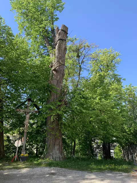 Die Linden am Kapuzinerberg bleiben, sind jedoch kein Naturschutzdenkmal mehr. | Foto: Stadtamt Ried