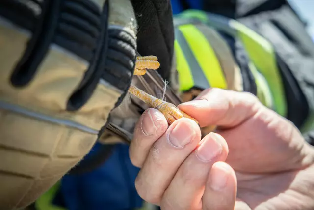 Das Tier hatte sich an einem Stück Plastikwolle verfangen. | Foto: ffmoedling.at