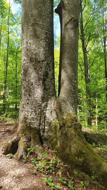 eindrucksvolle Bäume... | Foto: I.Wozonig