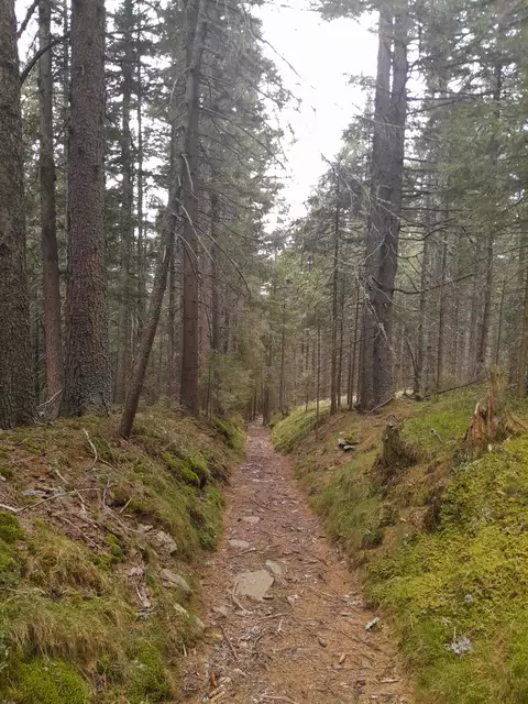 Der feine Hohlweg führt hinunter zur Trahüttenalm - auffi muas i do a wieder