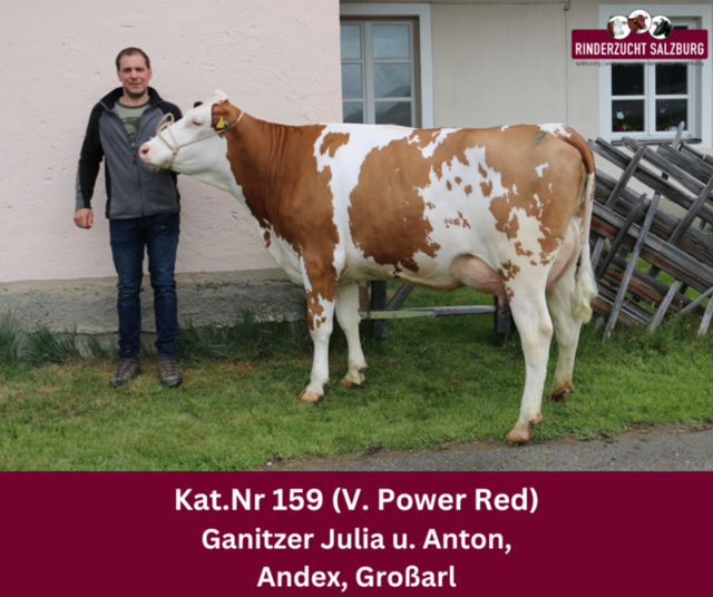Die Fleckvieh-Jungkuh vom Betrieb Andex aus Großarl erzielte nicht nur in ihrer Klasse den Höchstpreis, sondern erreichte sogar den Tageshöchstpreis bei der letzten Versteigerung in Maishofen. | Foto: Rinderzuchtverband Salzburg