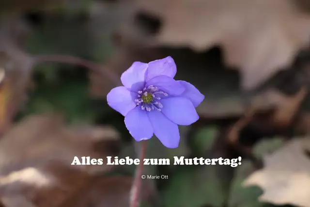 Muttertag, Geschichte, Text