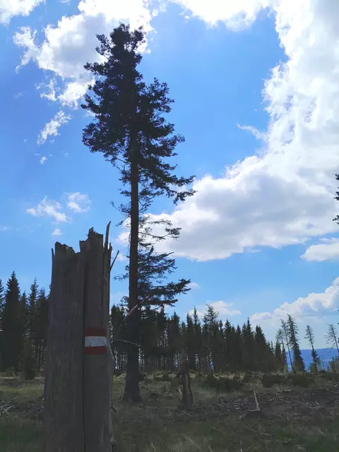 Retour gehe ich den Wanderweg und nicht die Forststraße