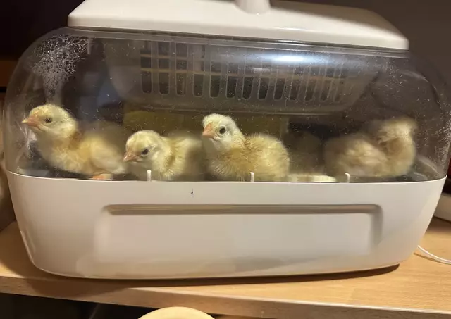 Die frisch geschlüpften Küken in der digiMS 2 Bad Goisern sorgten für große Freude. | Foto: digiMS 2 Bad Goisern