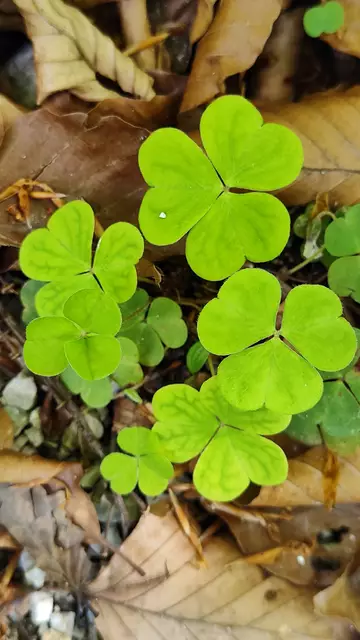 frischer Wald-Sauerklee... | Foto: I.Wozonig