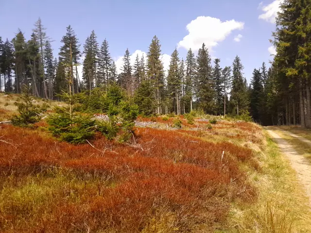 Die Heidelbeerenbüsche haben eine rotbraun Farbe - wahrscheinlich Sonnenbrand?