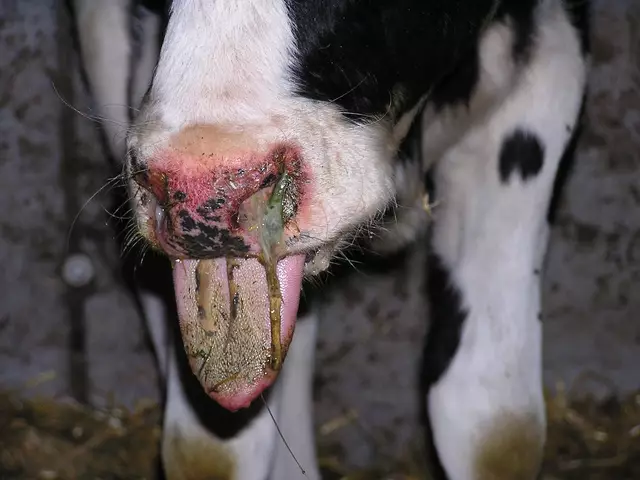 Eine Kuh mit den Symptomen entzündliche Veränderungen am Flotzmaul, Zungenlähmung, Schwellung und Rötung im Randbereich der Zunge, und eitrigem Nasenausfluss. Für eine Impfung gegen die Blauzungenkrankheit ist jetzt der beste Zeitpunkt.
 | Foto: Landwirtschaftskammer Nordrhein-Westfalen/Dr. Wilfried Adams