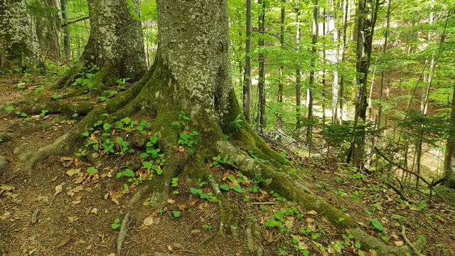 schön im Boden verankert... | Foto: I.Wozonig