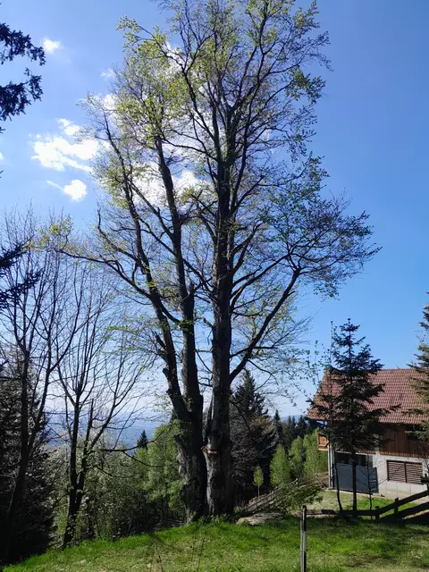 Eine wunderschöne und mächtige Buche am Wegesrand