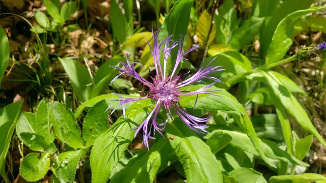 Die Flockenblumen blühen auch schon.