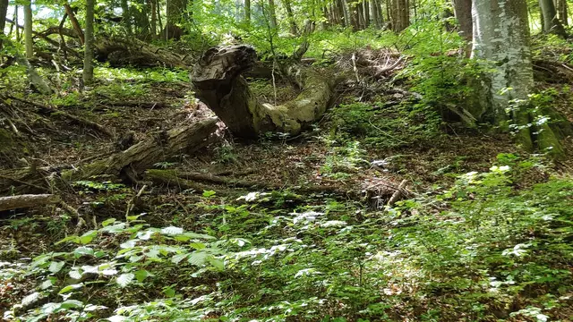 Totholz und frisches Grün - Kreislauf der Natur... | Foto: I.Wozonig
