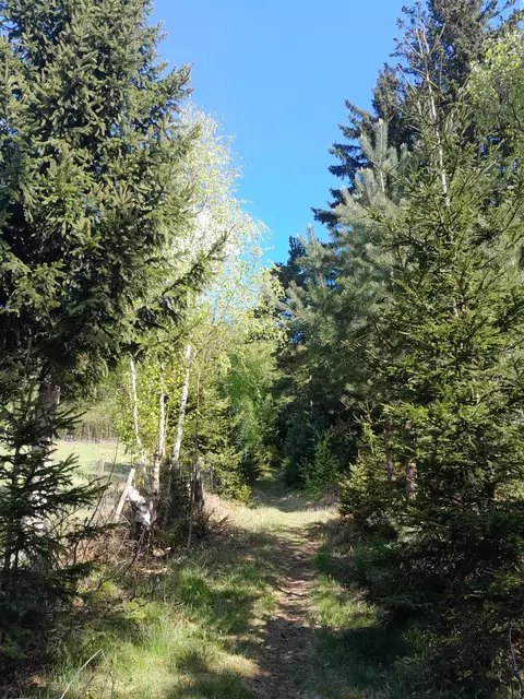 Kurz nach dem Parkplatz gehe ich diesen schmalen Steig im Wald kontinuierlich bergauf