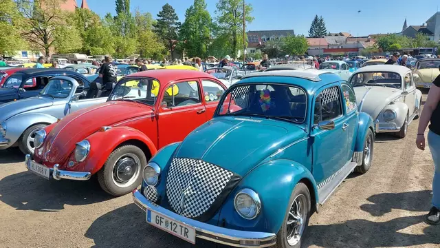 Die Käfer reihten sich auf. | Foto: Hohenegger
