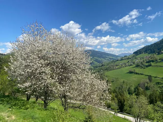 Kirschblüte in Puchreit (Gemeinde Eisentratten) mit Blick zum Katschberg und Nöring.