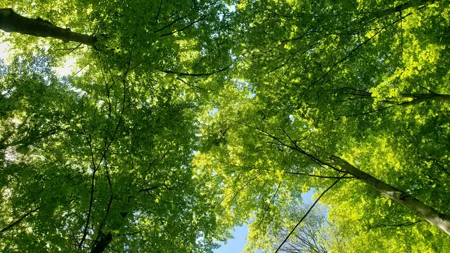 Ein Blick nach OBEN in das satte GRÜN des FRÜHLINGS.