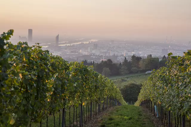 Der Blick auf Wien aus den Weingärten des Weingut Cobenzl. | Foto: Raimo Rudi Rumpler/Weingut Cobenzl