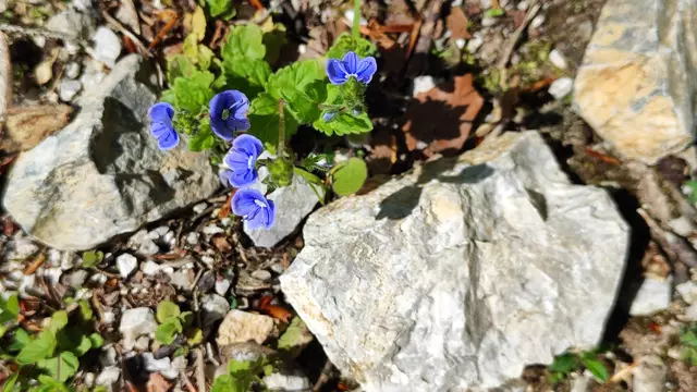 klein und fein... | Foto: I.Wozonig