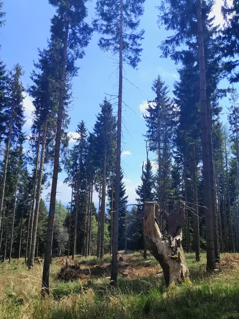 Schau genau  - was siehst du?