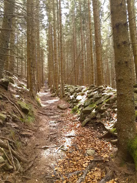 Und jetzt retour den Hohlweg wieder auffi - schnauf