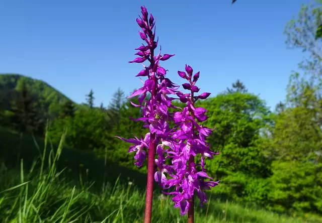 Männliches Knabenkraut