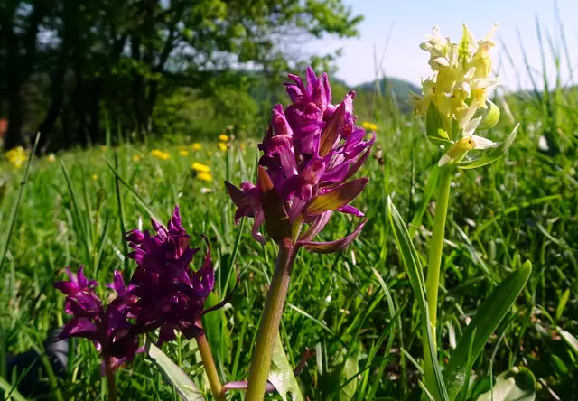 Orchideen auf dem weg nach oben