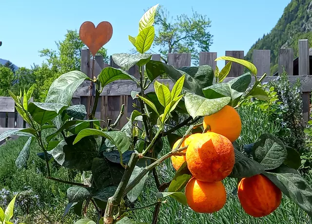 Auch Orangen gibt's  | Foto: H.Bachinger 