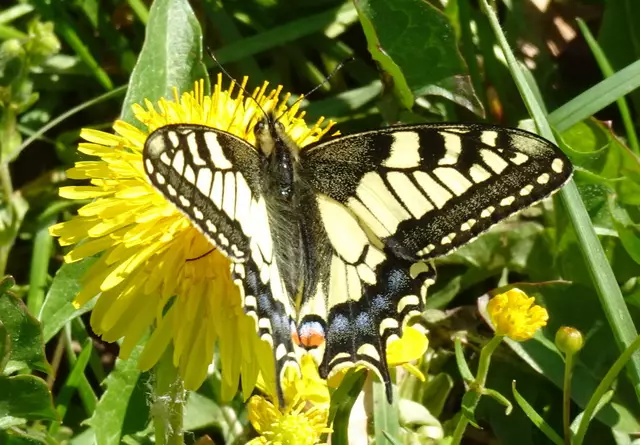 Schmetterlinge wie der Schwalbenschwanz tummeln sich auf den blühenden wiesen.