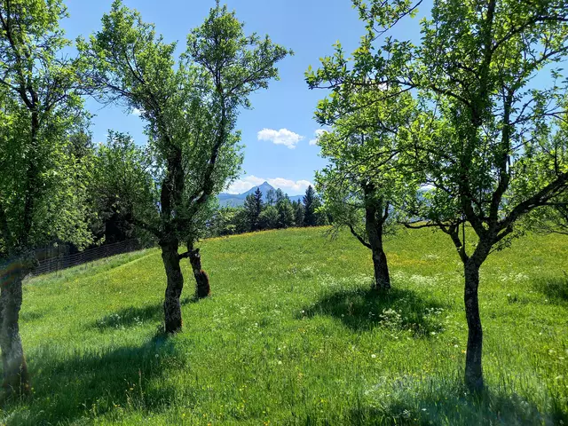 Foto: H.Bachinger 