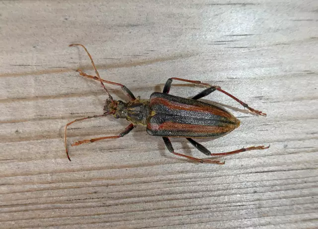 Oxymirus cursor - Schulterbock (♀)