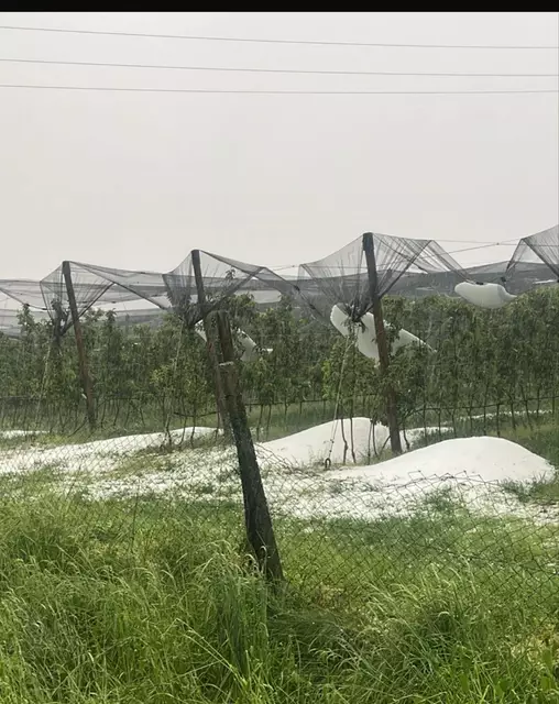 Kukmirn: Nicht alle Hagelnetze hielten der Last stand. | Foto: Hagelversicherung