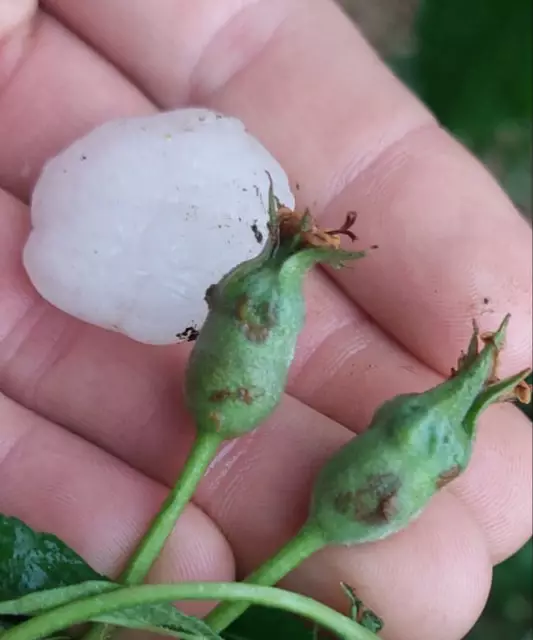 Kukmirn: Apfel mit Hagelschlossen. | Foto: Hagelversicherung