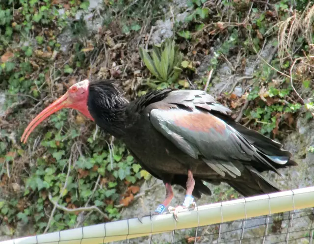 Waldrapp ist ein besonderer Vogel.