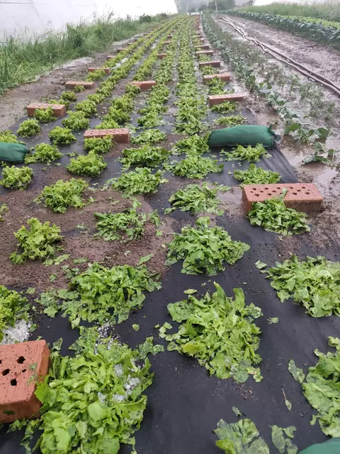 Die Pflanzen von Gemüsebauer Gerhard Dergovsits in Gerersdorf sind zerstört.