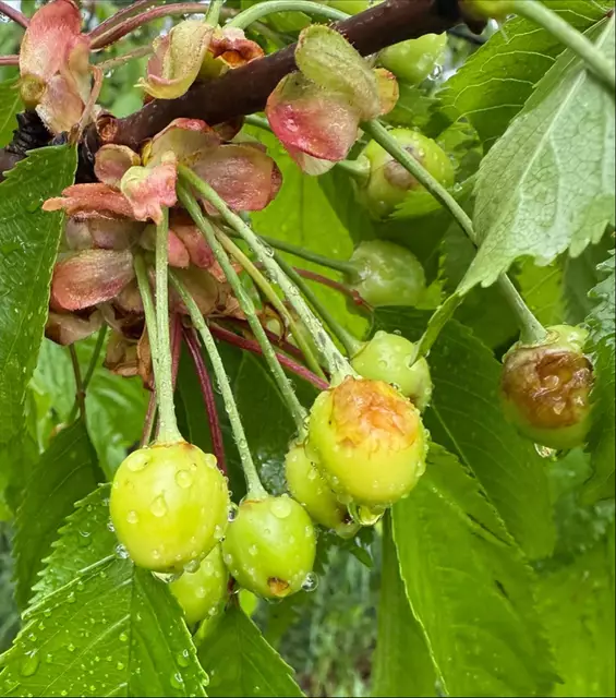 Hagelschäden an Kirschbaumkulturen in Kukmirn. | Foto: Hagelversicherung