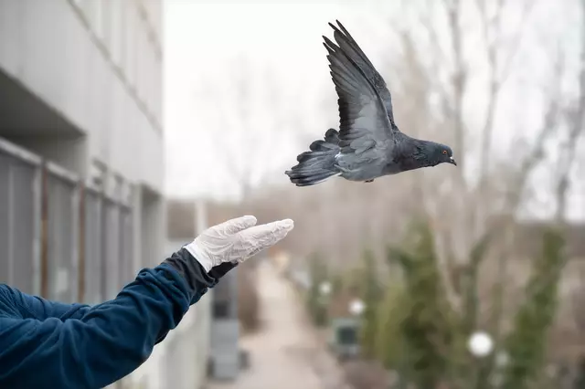 Ein Forschungsprojekt des Wildtierservice Wiens hat die Tauben gezählt, die in der Stadt herumgurren. | Foto: Tierschutz Austria