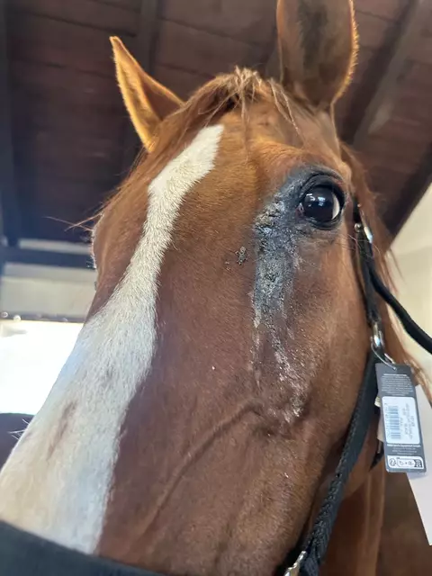 "Stark abgemagert, schwere Augenentzündungen, mit Pilz übersäte Körper, ungepflegte und stark eingerissene Hufe, Nasenausfluss, verwahrloste Zähne, Lahmheiten, ein Tumor und ein stark geschwollenes Fesselgelenk." | Foto: PFOTENHILFE