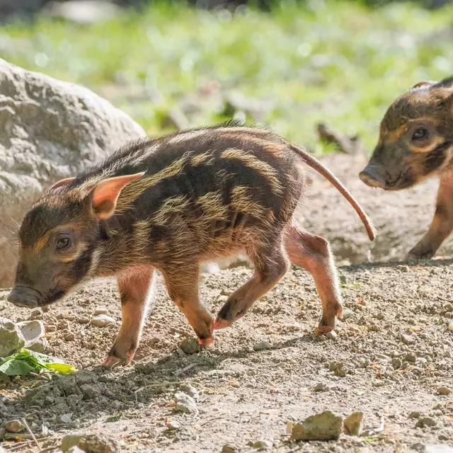 Foto: Zoo Salzburg/Angelika Köppl