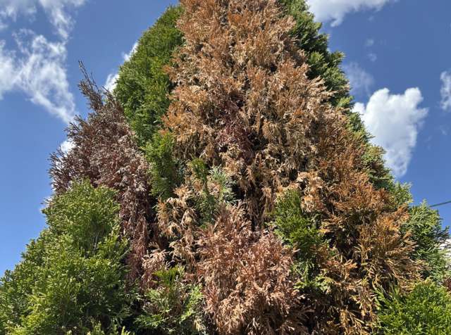 hecken dünger kaufen Baum Strauch & Heckendünger 900g I Bio Dünger