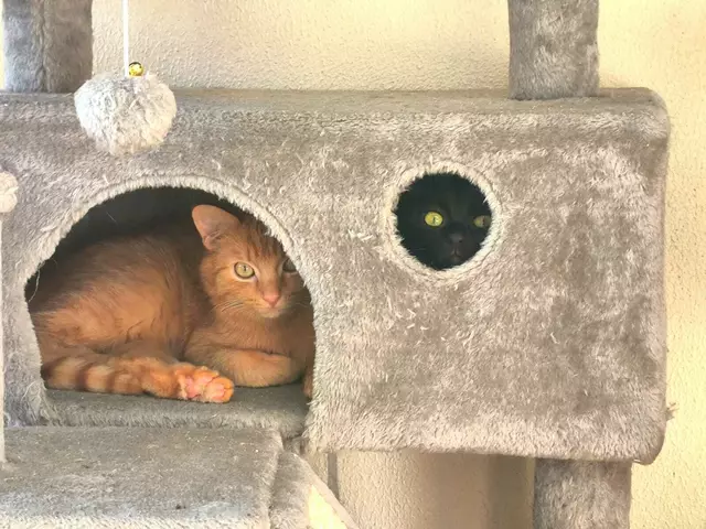 Sechs Streuner freuen sich auf ein neues Zuhause. | Foto: Tierheim Linz.