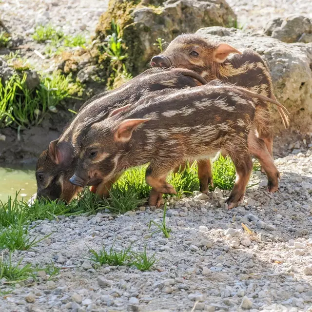 Foto: Zoo Salzburg/Angelika Köppl