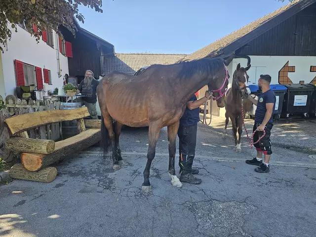 Liebevoll wird sich nun um die verwahrlosten Pferde gekümmert. | Foto: PFOTENHILFE