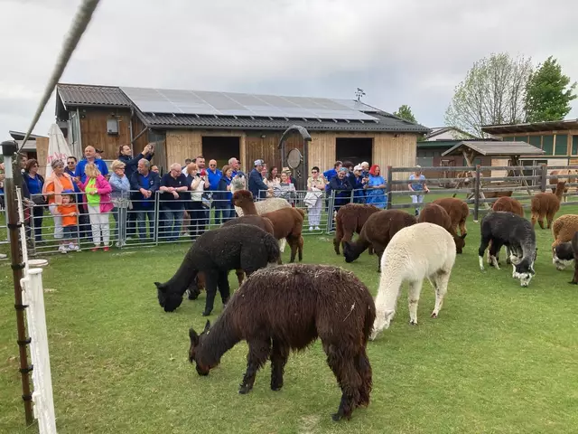 Der BMW 02 Austria Club besuchte die Alpakas in Schrems. | Foto: Privat