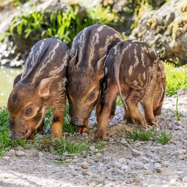 Foto: Zoo Salzburg/Angelika Köppl